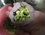西葫芦虾皮水饺的做法图解5