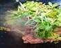 芹菜炒肉丝的做法图解4