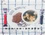 宝宝辅食，粉蒸肉的做法图解5