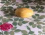 小饼干的做法图解1