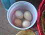 腌鸡蛋的做法图解2