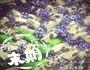 香浓牛轧糖的做法图解8