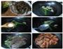 3分钟快手年菜的做法图解1