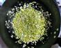绿菜汤的做法图解5