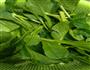 白灼油菜芯的做法图解1