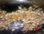 美味下饭菜，还可以当无敌馅料-香辣豆干肉粒的做法图解4