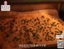 肉松葱香小面包的做法图解22
