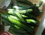 小米辣泡黄瓜的做法图解1