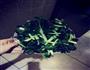 蒜香菊花菜的做法图解2