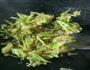 酱油花椰菜的做法图解8