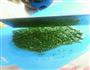 菠菜馅饼的做法图解1
