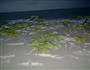 高血压朋友的福利-芹菜面片的做法图解5