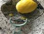 柠檬酱的做法图解4