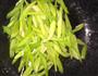 芹菜炒肉丝的做法图解5