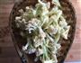 干锅菜花的做法图解1
