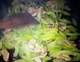 芹菜炒肉片的做法图解7