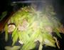 芹菜炒肉片的做法图解8