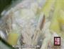 甘蔗羊排的做法图解9