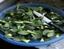 炒青菜的做法图解1