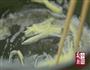 酒蒸蛤蜊的做法图解3