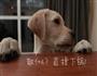 碗海鲜味蛋羹的做法图解5