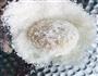 椰蓉桂花糕的做法图解10