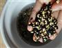 营养黑米粥的做法图解3