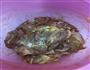 黄金鸡肉卷的做法图解3