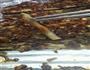 蒜蓉烤茄子的做法图解8
