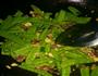 蒜香肉沫荷兰豆的做法图解6