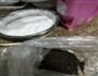 快手甜品-盆栽奶茶奶盖的做法图解6