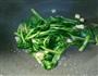 蘑菇炒青菜的做法图解5