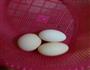 水煮鸡蛋的做法图解1