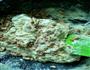 花生牛轧糖的做法图解5