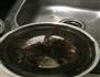 地胆头薏米老鸭汤的做法图解3