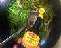 芦蒿炒肉丝的做法图解7