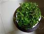 野菜馄饨的做法图解1