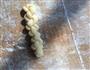 麻花的做法图解6