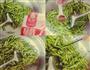 素炒蒜薹的做法图解5