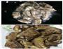 红烧排骨的做法图解2