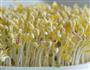 春天种豆芽的做法图解3