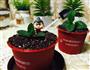 盆栽的做法图解10