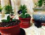 盆栽的做法图解11
