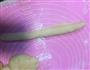 椰蓉面包花的做法图解5