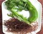 凉拌龙须菜的做法图解3