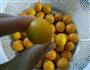 金橘蜜饯-金橘橄榄油的做法图解4