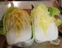 两吃白菜的做法图解1