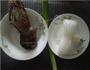 蒜蓉粉丝蒸龙虾的做法图解1