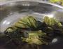 绵菜饼的做法图解2