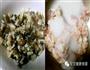宝宝餐的做法图解6